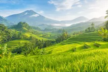 Pemandangan sawah hijau